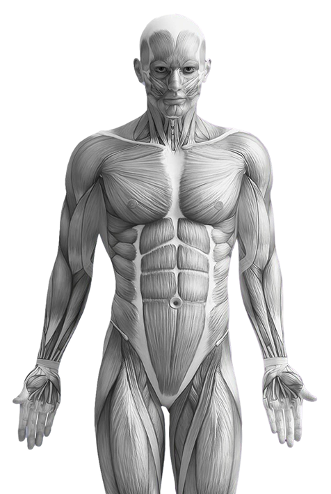 Top-Quality Human Anatomy Models & Skill Training Equipment in India