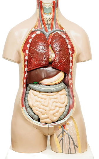 Internal organ