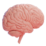 Homeopathic Set Brain and Ventricle